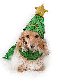 Dachsund in a Christmas tree outfit